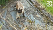 Un chat et un hibou se battent pour un lapin - Le Rewind du Vendredi 25 Mai 2018