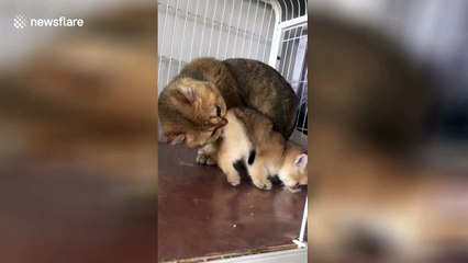 Cat disgusted by smell of own kitten's bottom