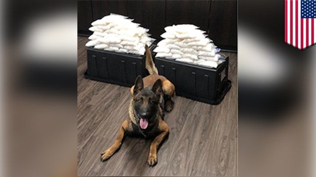 Police dog sniffs out 60 pounds of meth on his first day at work