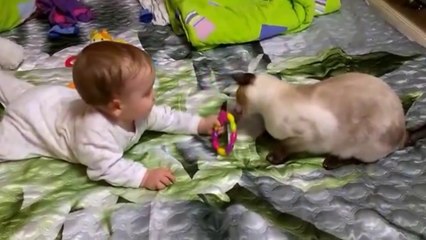 Cat Playing with Baby - Best of Cute Cats Love Babies Compilation