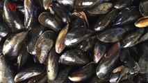 Shellfish Off the Coast of Seattle Test Positive for Opioids
