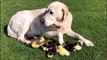 Un labrador adopte des bébés canards orphelins... Trop mignon