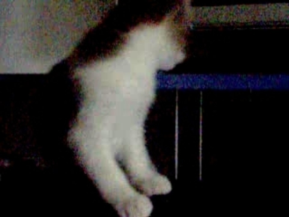 Chatons
