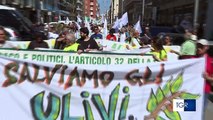 Xylella, protesta contro pesticidi a Bari