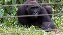 Critically endangered: The plight of Cameroon's Great Apes | Unreported World