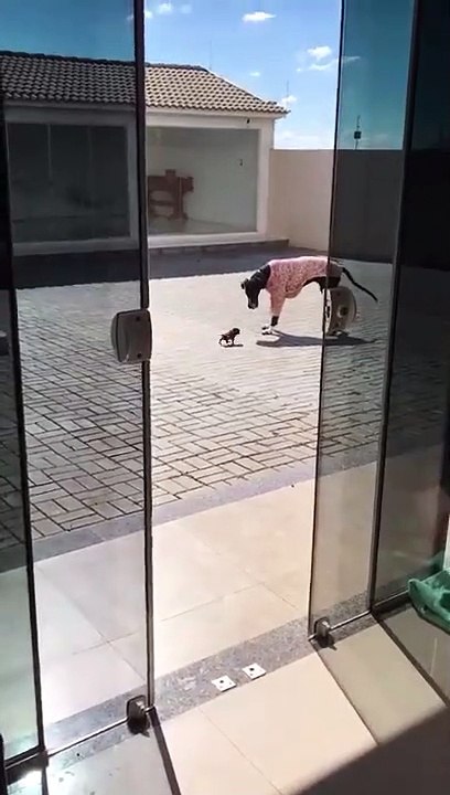 Ce petit chiot mène ce gros chien à la baguette !