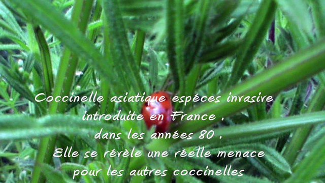 Coccinelle asiatique espéces invasive introduite en France