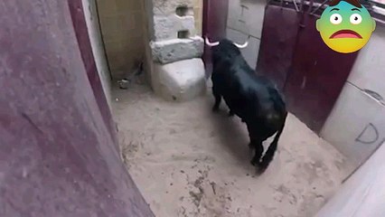 Most Powerful and Dangerous Animal...!!!Ohh My god..!!!!