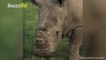 Science Could Bring the Endangered Northern White Rhino Back From Extinction