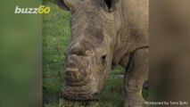 Science Could Bring the Endangered Northern White Rhino Back From Extinction