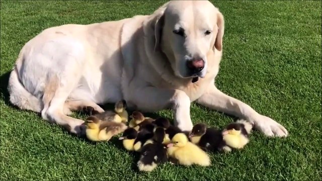 Ce beau labrador veille sur ces adorables petits canards