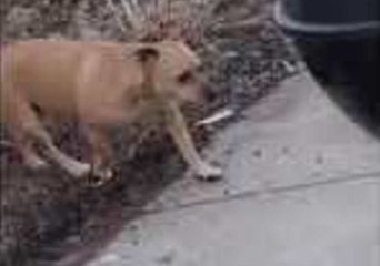 This Dog Will Do Anything for Some Peace and Quiet