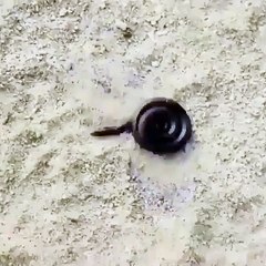 What kind of snake is that