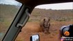Un photographe animalier se fait charger par un rhinocéros