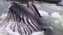 Enorme surprise pour ce pecheur d'Alaska quand il approche de son bateau dans la marina de Knudson Cove