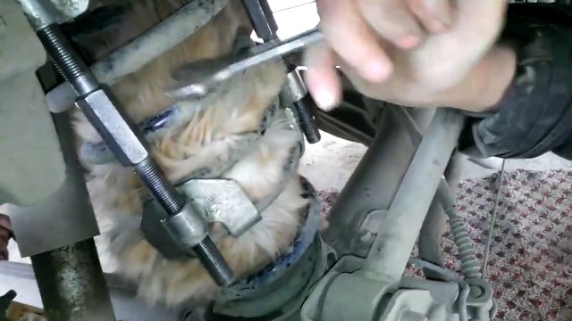 Retrouver un chat coincé dans un amortisseur de voiture... Incroyable