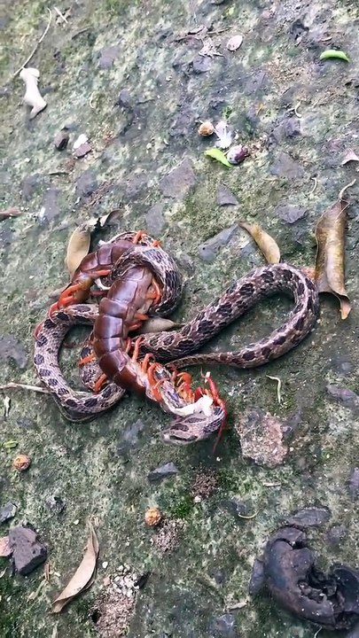 Serpent contre mille-pattes géant. Terrifiant à voir