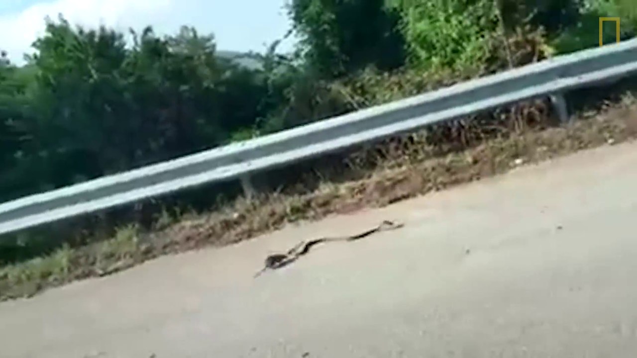 Cette maman rat sauve son petit d'un serpent affamé...