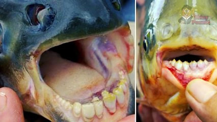 Inilah Isi Di Dalam Tenggorokan Penyu yang Jarang Orang Tau