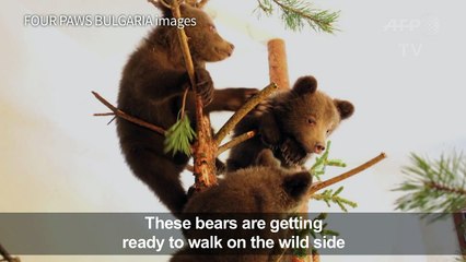 Bulgarian bears prepare for reintegration in Greece