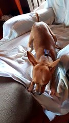 Crazy Little Chihuahua