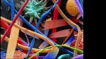 30 amazing electron microscopic images - micro universe