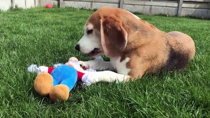 Dogs vs SUPER MARIO in REAL LIFE | Funny Dogs Louie & Marie