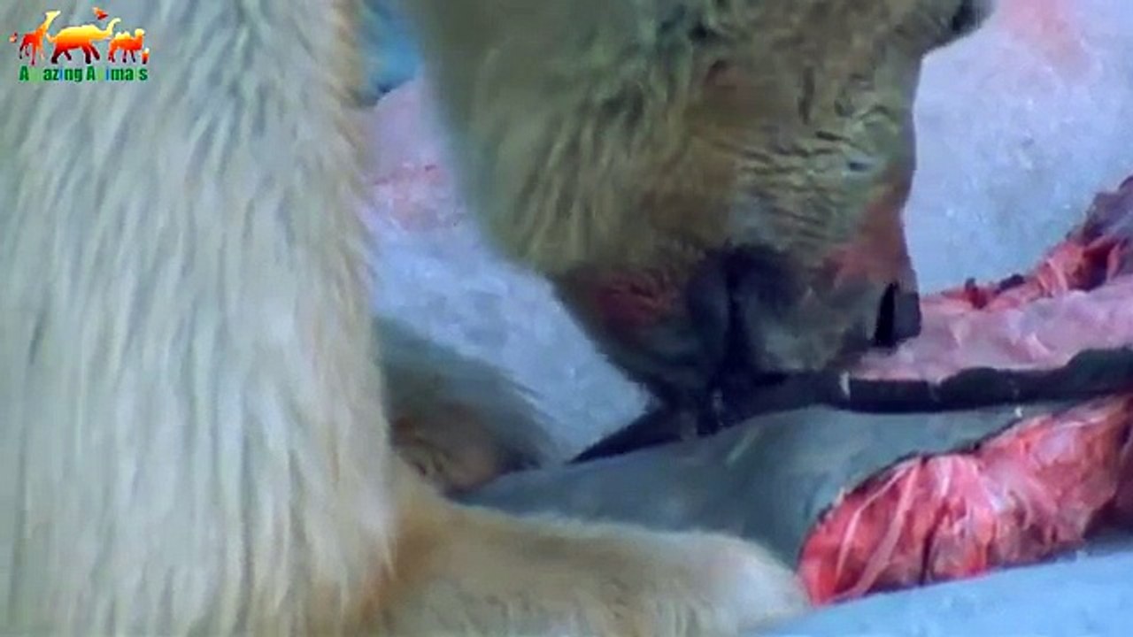 СУПЕР УБИЙЦЫ. ПОЛЯРНЫЙ МЕДВЕДЬ FULL HD - Документальный фильм 2018 на Amazing Animals TV