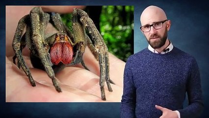Top 10 Most VENOMOUS SPIDERS in the WORLD