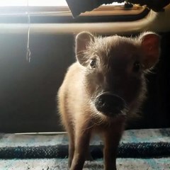 Cắt polyp cổ tử cung có nguy hiểm không