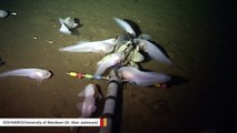Newly Discovered Species Is The Deepest Fish Found In Ocean