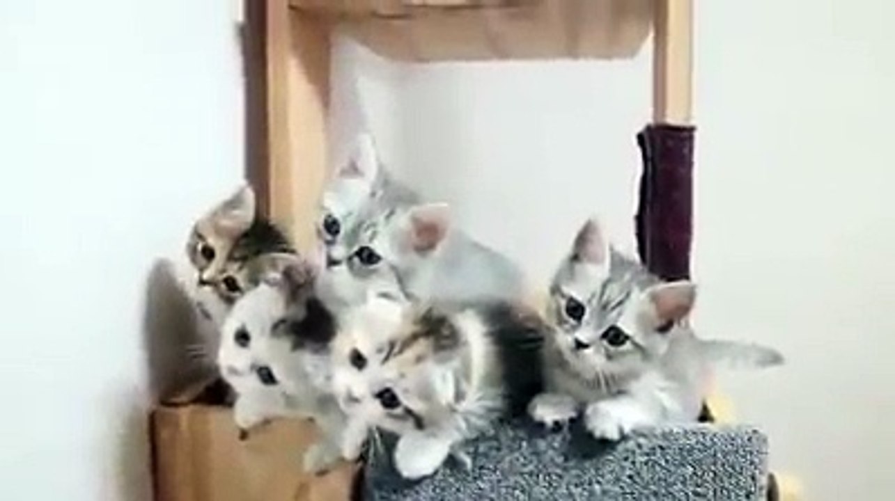 Милота! Больше интересного на Slonn.mehttp://slonn.me - все интересное у  нас!