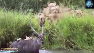 When Prey Fights Back | Most Amazing Animal Attack Fails 2016