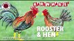 Rooster & Hen Art Quilling - Karen Marie Klip & Papir