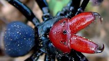 TOP 10 Arañas Más Venenosas Del Mundo