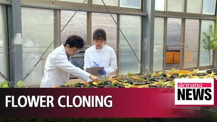 Local scientists succeed in cloning red magnolias for first time