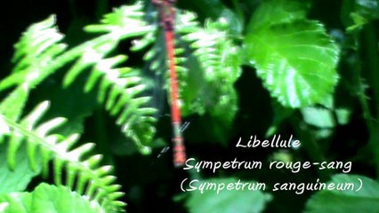 Libellule  rouge  Sympetrum rouge-sang  (Sympetrum sanguineum)