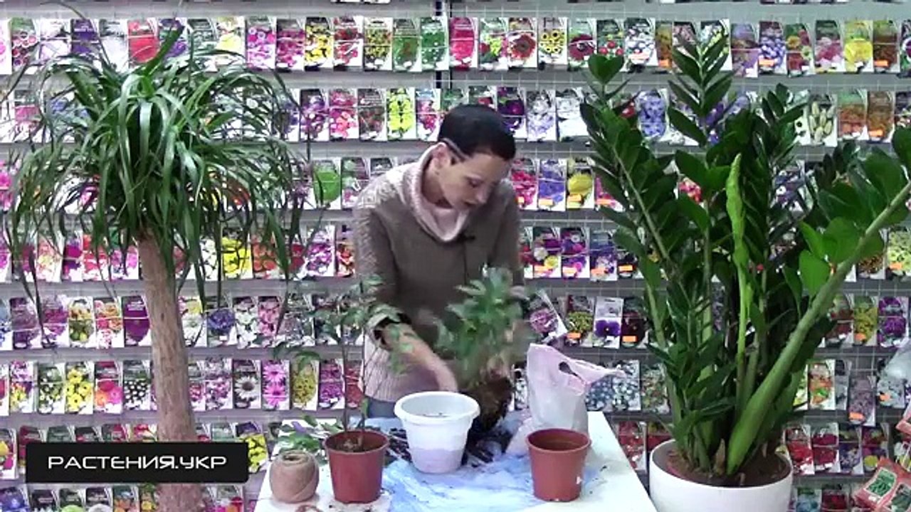 Как заплести Фикус бенджамина кинки? / фикус уход в домашних условиях