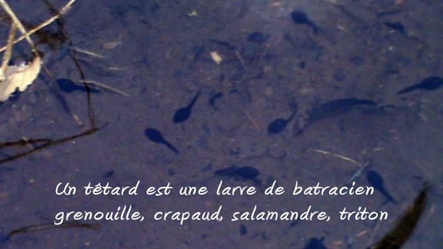 Un têtard est une larve de batracien (grenouille, crapaud, salamandre, triton