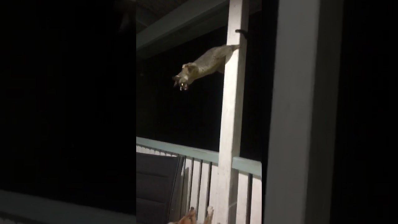 Chien vs Opossum