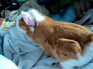 Cobaya cantando. Roedores simpáticos. - YouTube