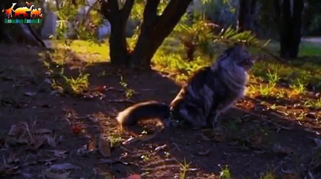 КОШАЧЬЯ ДУША. КОШКИ САМИ ВЫБИРАЮТ СЕБЕ ХОЗЯЕВ - Документальный фильм 2018 на Amazing Animals TV