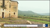 Transumanza in Puglia: 180 Km in 4 giorni e le mucche producono meglio