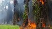 Reportan un incendio de grandes proporciones en plantaciones de palma africana en Olanchito, Yoro