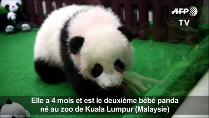 Un 2e bébé panda né au zoo de Kuala Lumpur présenté au public