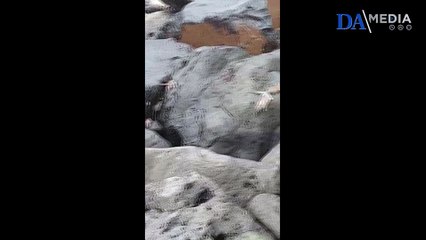 Las ratas toman el espigón de Playa Jardín en el Puerto de la Cruz