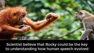 9 Animals Who Can Understand Human Language