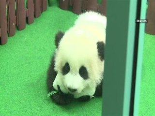 Panda cub debuts at Zoo Negara