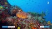 Alpes-Maritimes : une plongée citoyenne pour préserver les fonds sous-marins