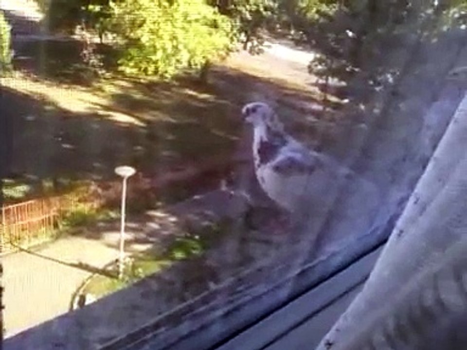 Nikola Tesla Je Ziveo U ovoj sobi Tu je I Golubica Nikola Tesla Was Living in this room dove weit